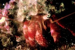 Paguro (Dardanus arrosor) in Mediterraneo  Lampedusa (Sic... by Mauro Serafini 